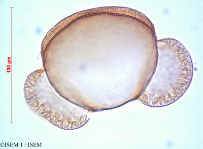 Abies cilicica - lame n° 60446